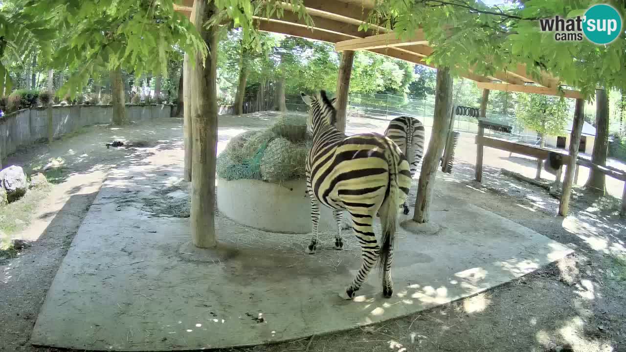 Web kamera uživo Zebras u ZOO Ljubljana – Slovenija