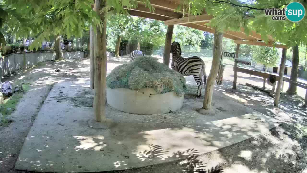 Live Webcam Zebras in Ljubljana ZOO – Slowenien