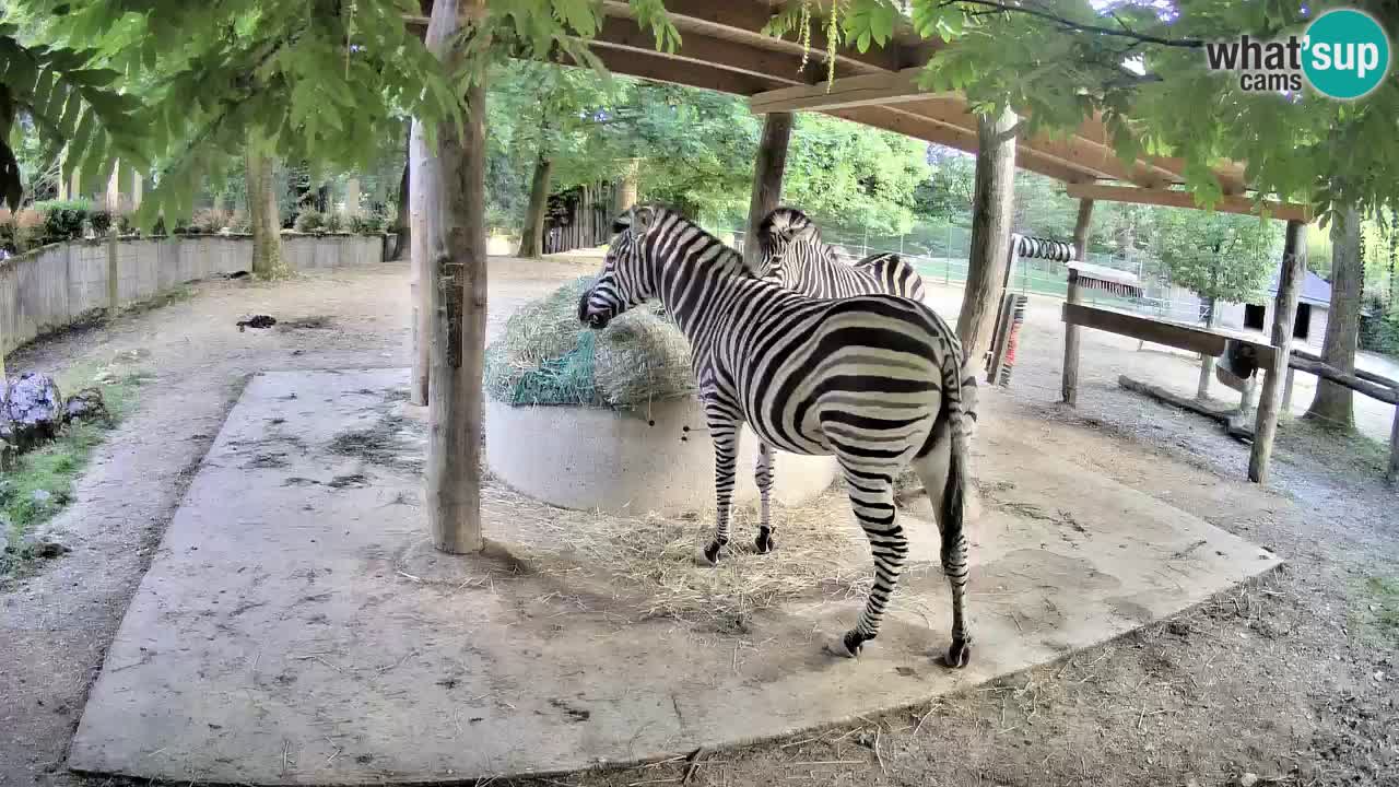 Live Webcam Zebras in Ljubljana ZOO – Slowenien