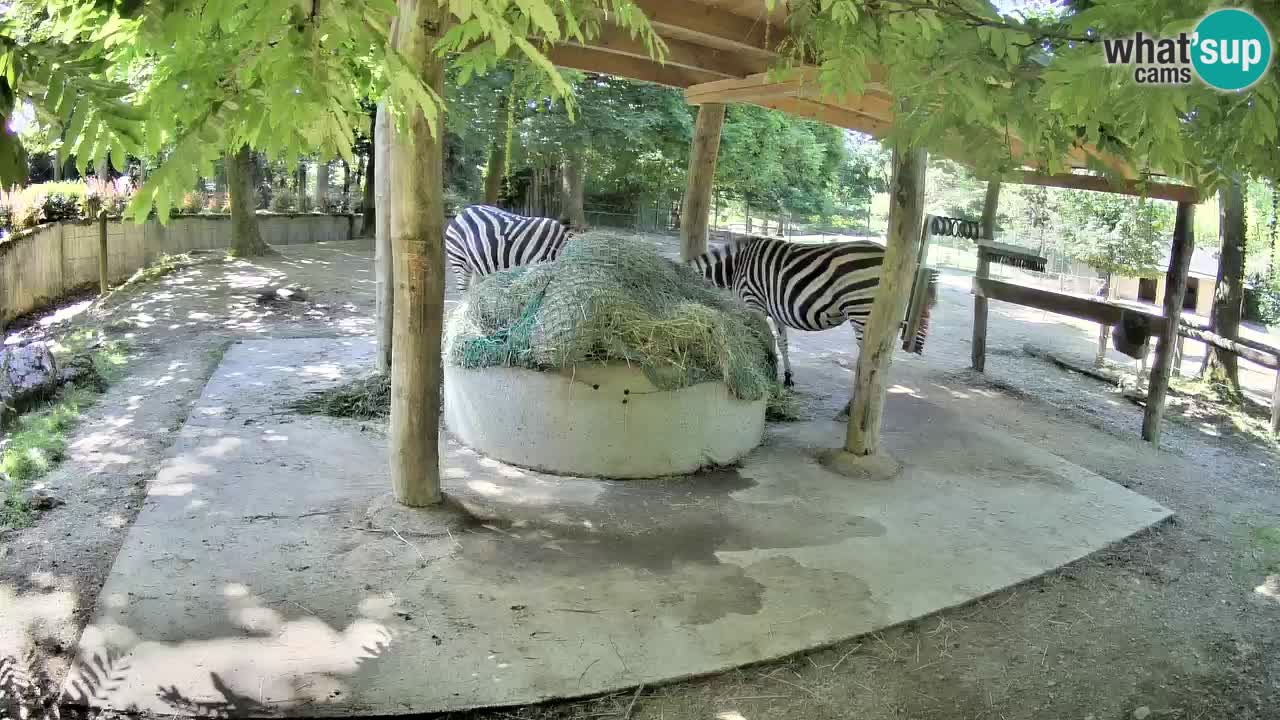Zebre v živo v živalskem vrtu Ljubljana ZOO spletne kamere