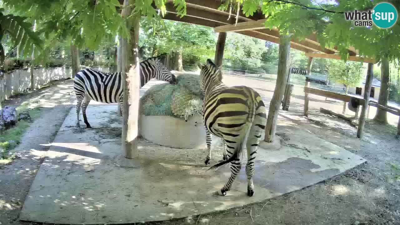 Le Zebre nello ZOO di Ljubljana – Slovenia Live webcam