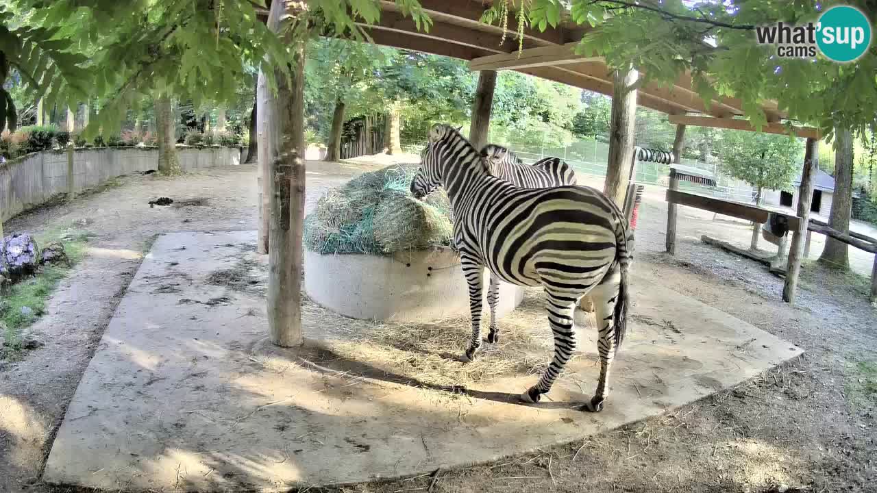 Zebre v živo v živalskem vrtu Ljubljana ZOO spletne kamere
