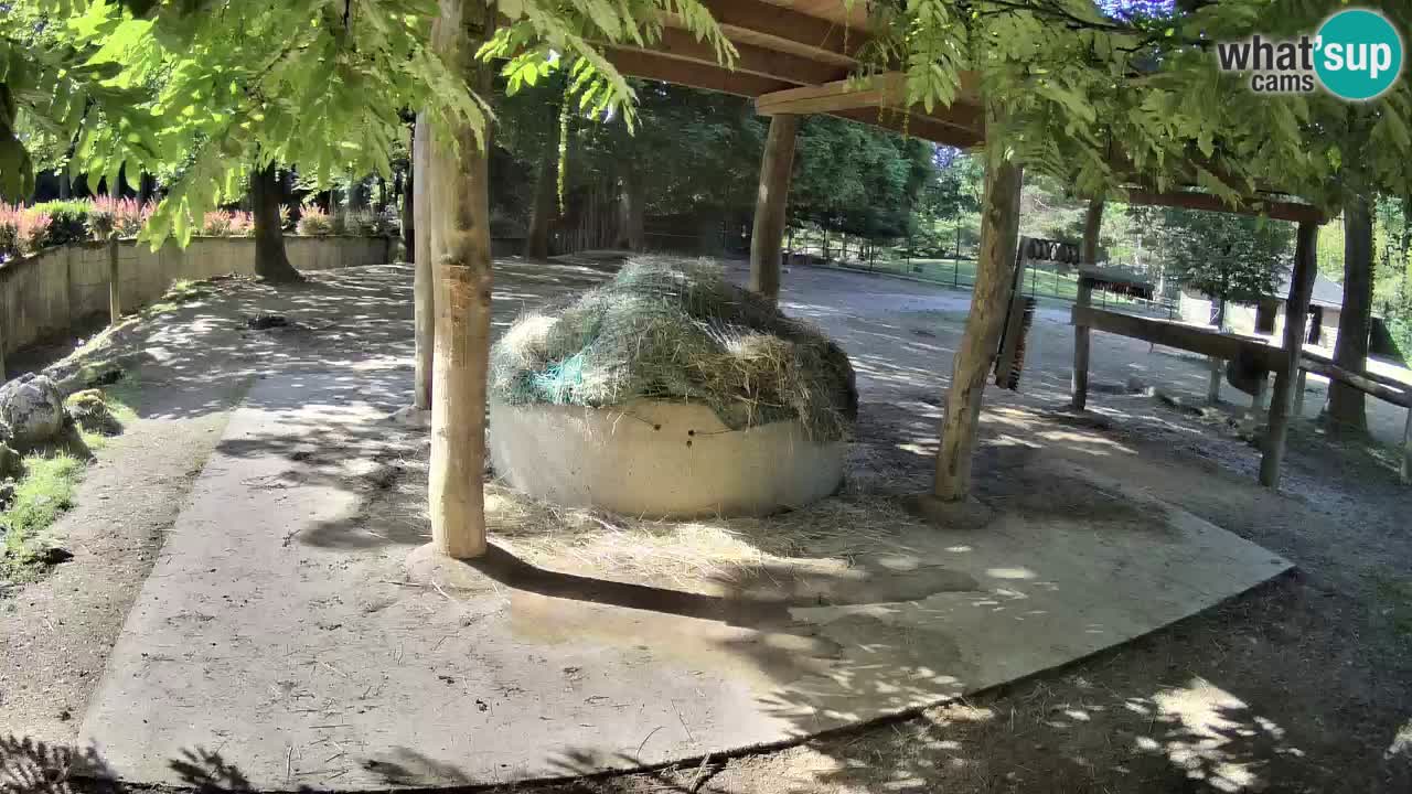 Live webcam Zebras in Ljubljana ZOO – Slovenia