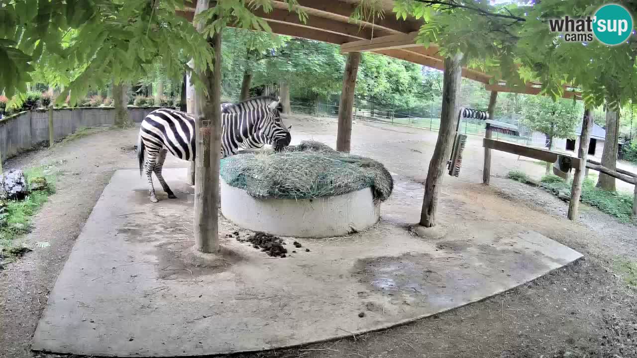Camera en vivo Cebras in Ljubljana ZOO – Eslovenia