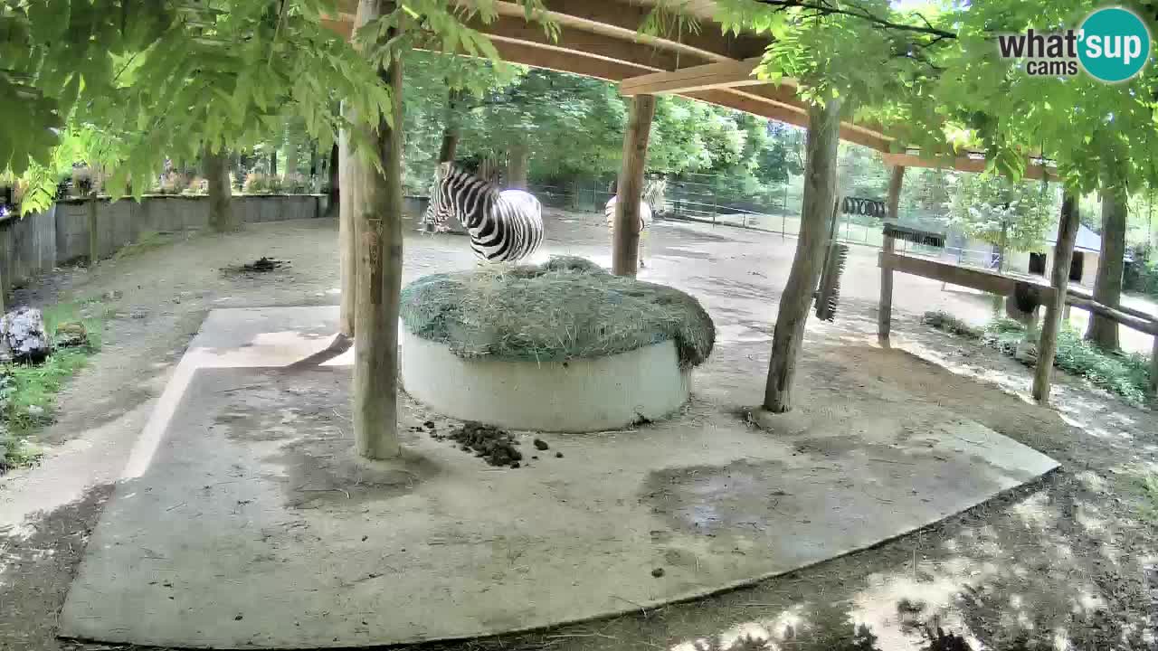 Web kamera uživo Zebras u ZOO Ljubljana – Slovenija