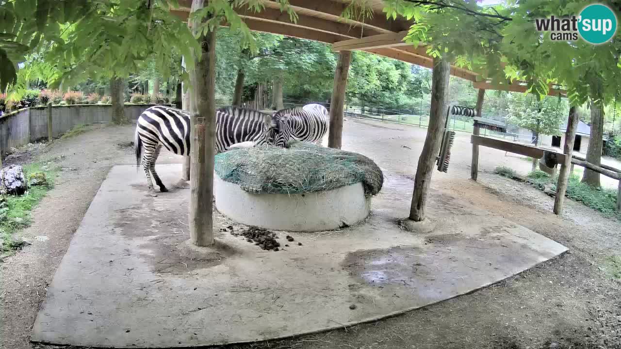 Web kamera uživo Zebras u ZOO Ljubljana – Slovenija