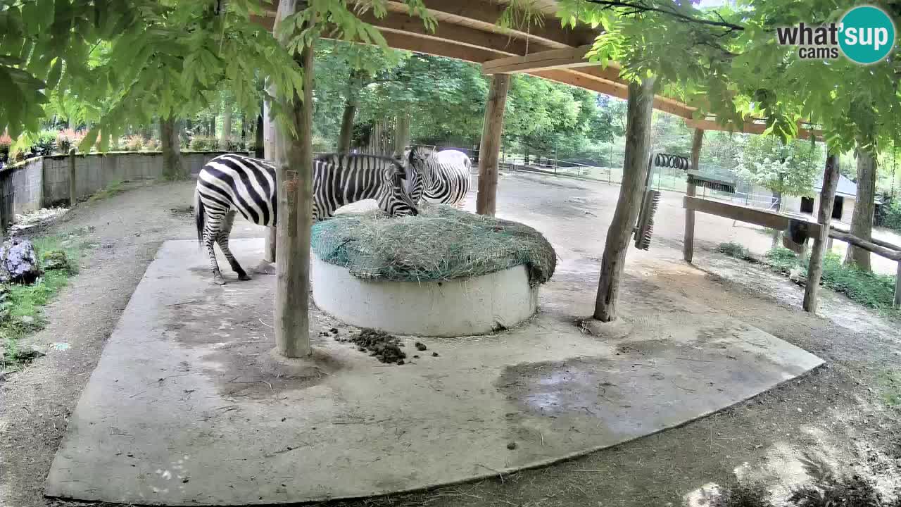 Live webcam Zebras in Ljubljana ZOO – Slovenia