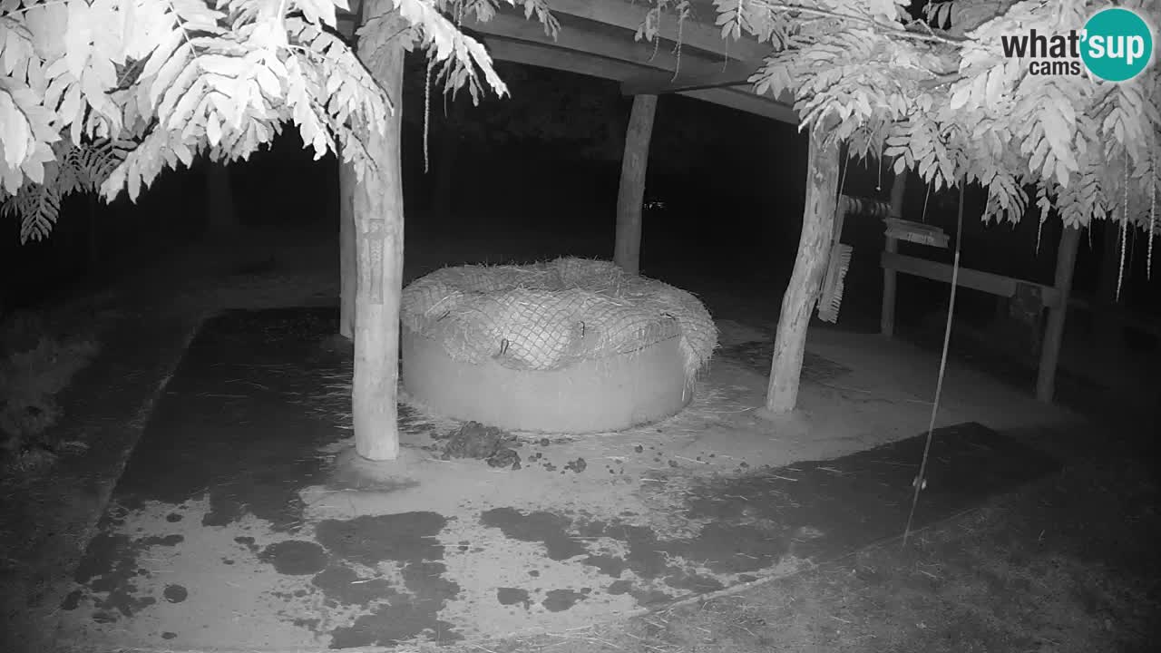 Live webcam Zebras in Ljubljana ZOO – Slovenia