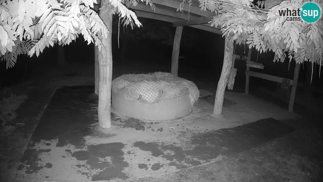 Le Zebre nello ZOO di Ljubljana – Slovenia Live webcam