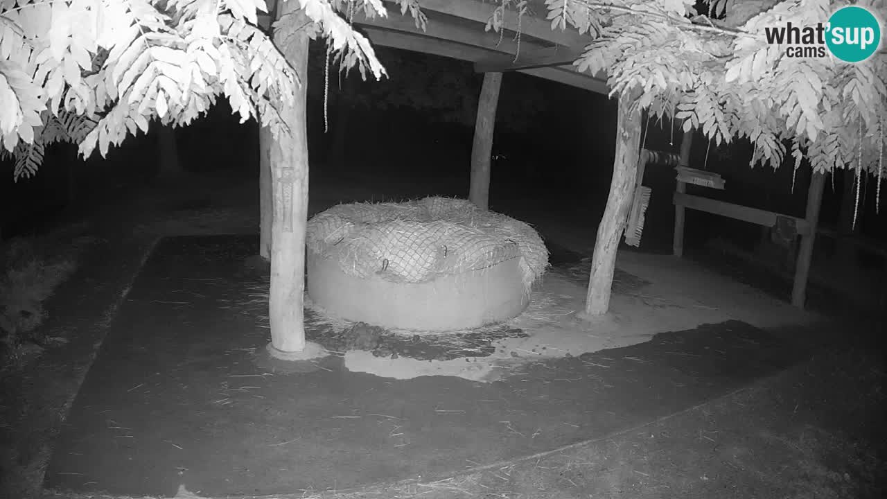 Live webcam Les zèbres in Ljubljana ZOO – Slovénie