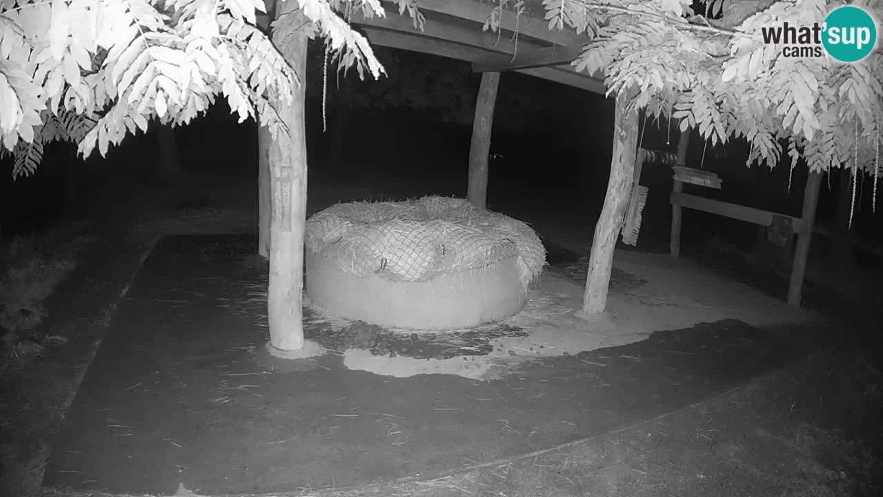 Live webcam Les zèbres in Ljubljana ZOO – Slovénie