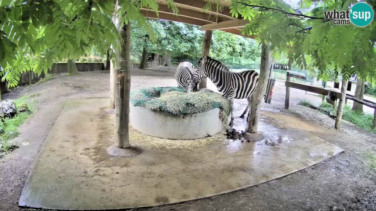 Zebre v živo v živalskem vrtu Ljubljana ZOO spletne kamere