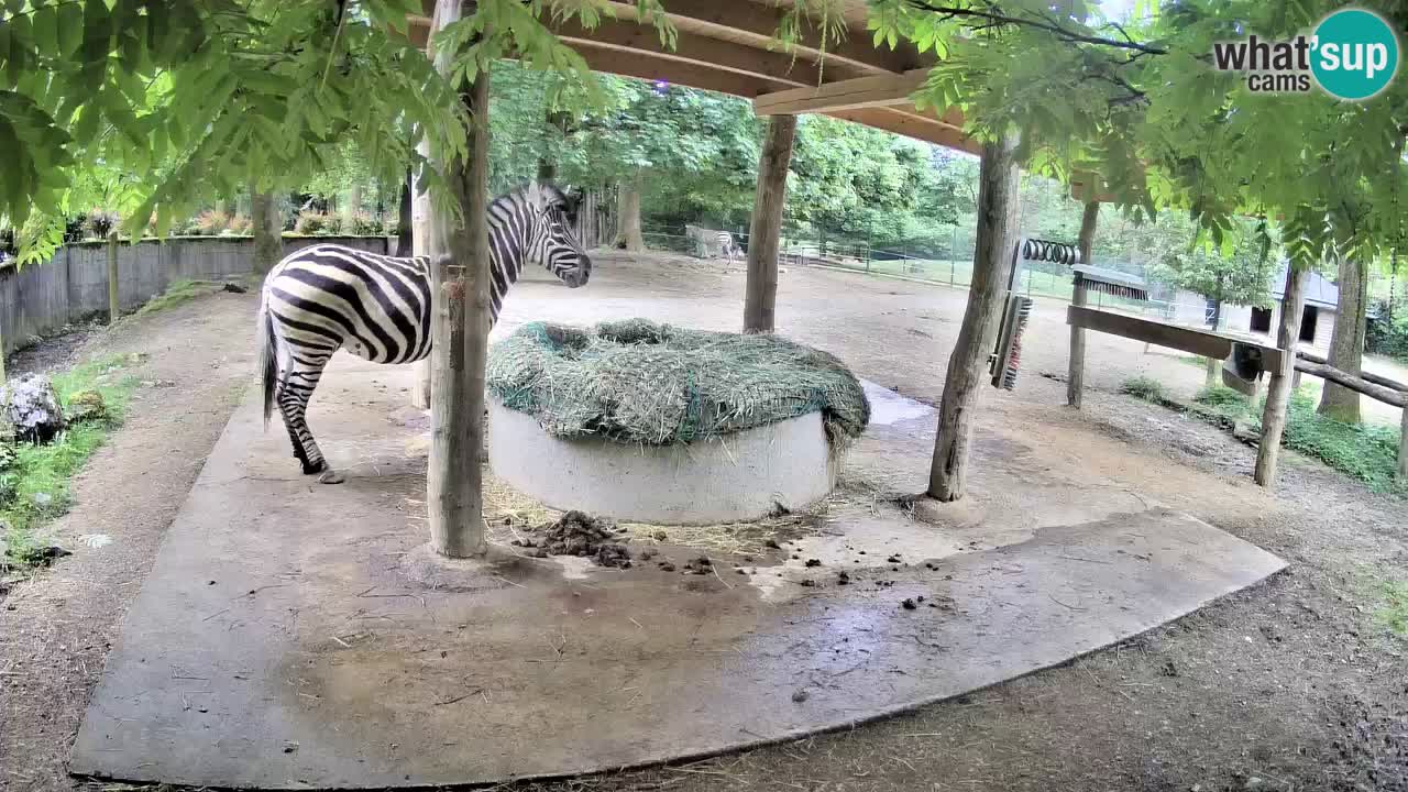 Live webcam Les zèbres in Ljubljana ZOO – Slovénie