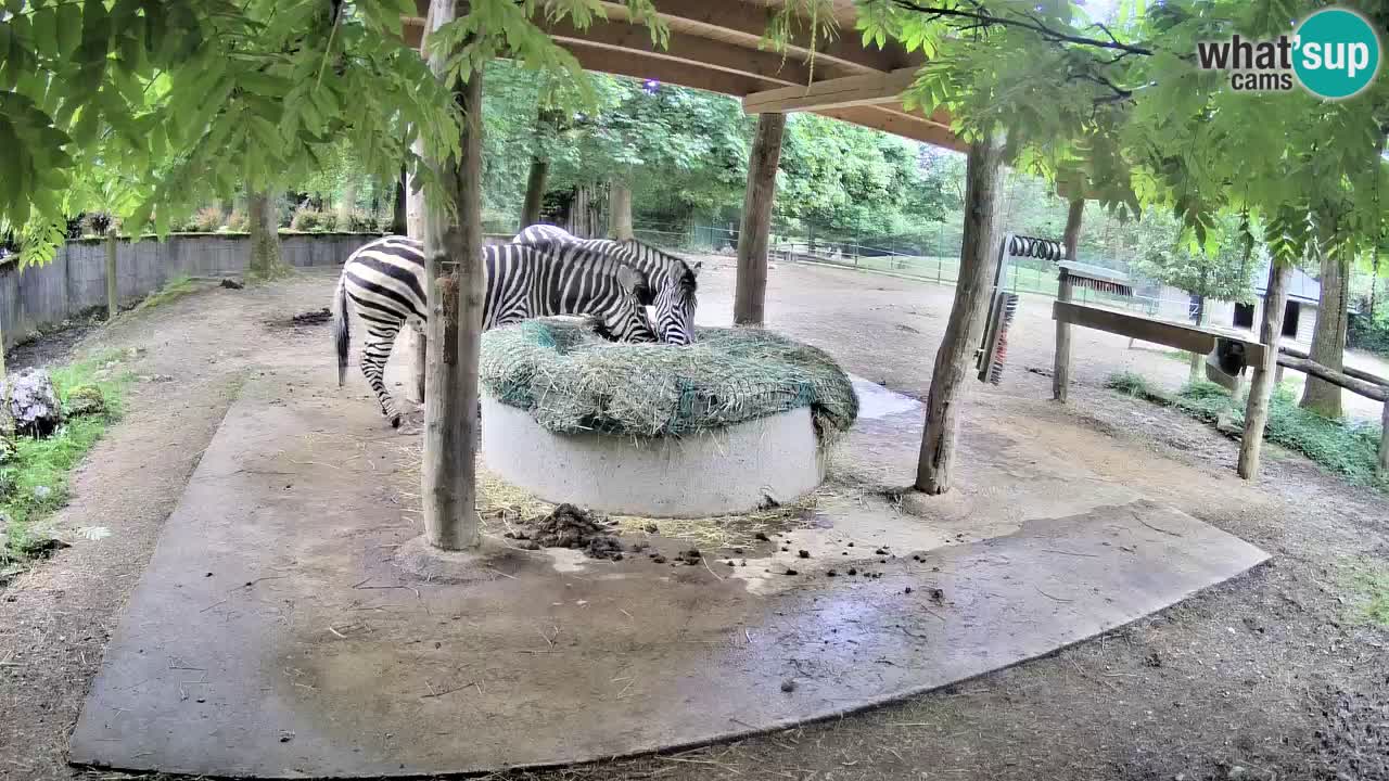 Live webcam Zebras in Ljubljana ZOO – Slovenia