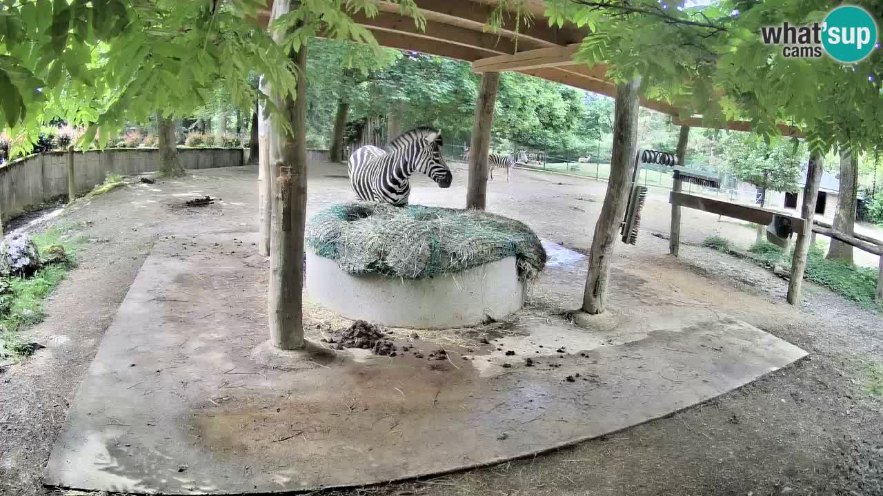Live webcam Zebras in Ljubljana ZOO – Slovenia