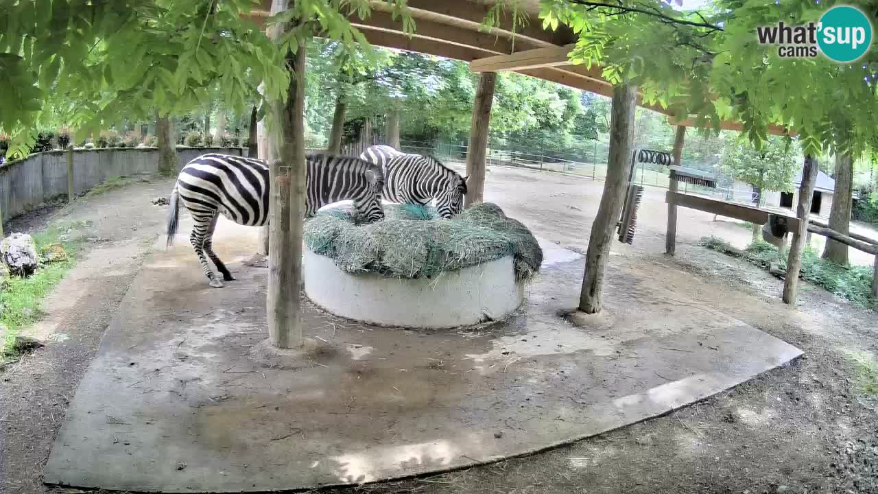 Live webcam Zebras in Ljubljana ZOO – Slovenia