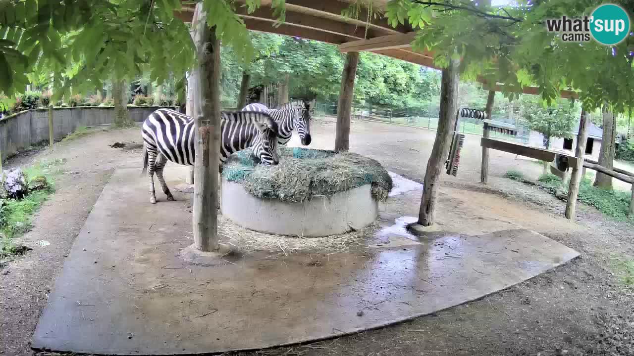 Live webcam Zebras in Ljubljana ZOO – Slovenia