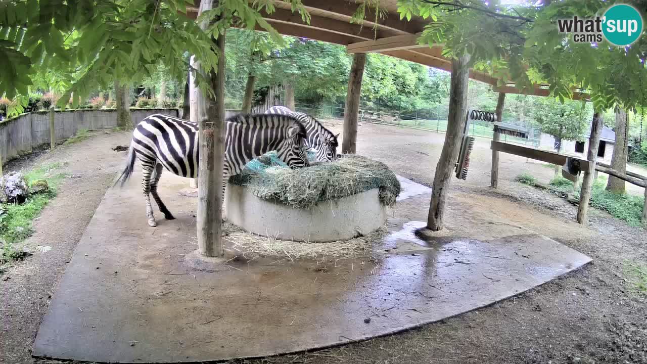 Live Webcam Zebras in Ljubljana ZOO – Slowenien