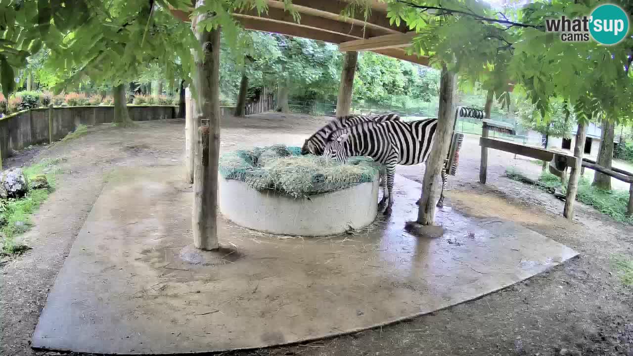 Live webcam Les zèbres in Ljubljana ZOO – Slovénie