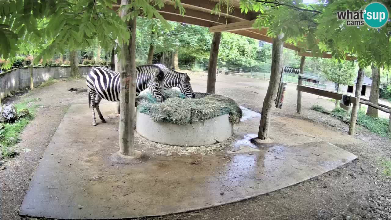 Web kamera uživo Zebras u ZOO Ljubljana – Slovenija