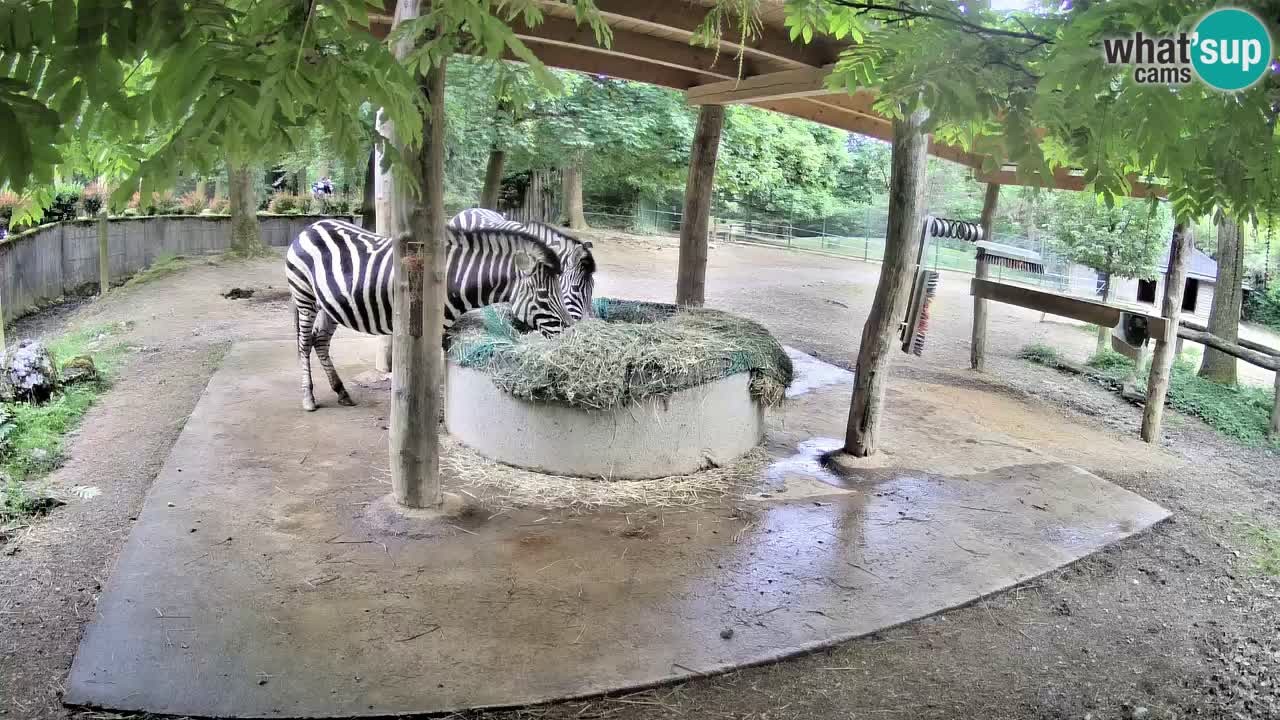 Zebre v živo v živalskem vrtu Ljubljana ZOO spletne kamere