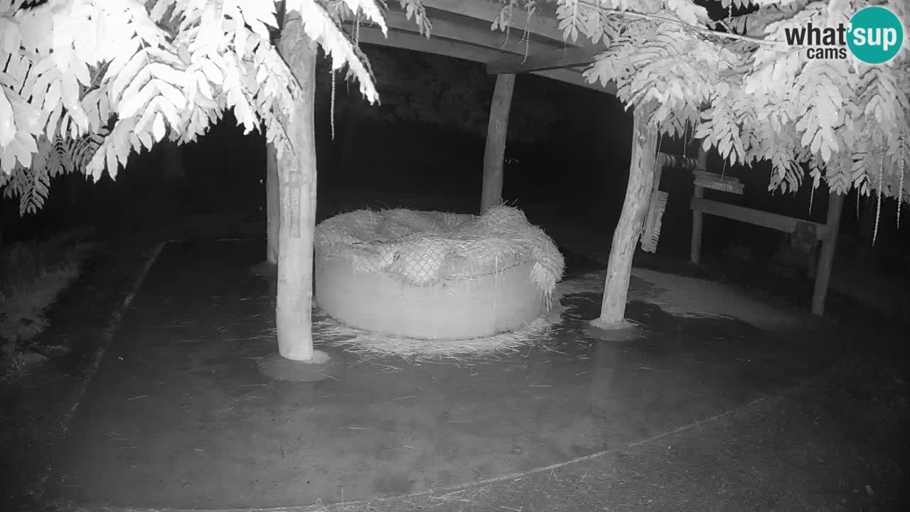 Live Webcam Zebras in Ljubljana ZOO – Slowenien