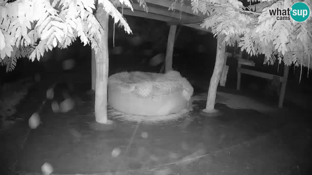 Le Zebre nello ZOO di Ljubljana – Slovenia Live webcam
