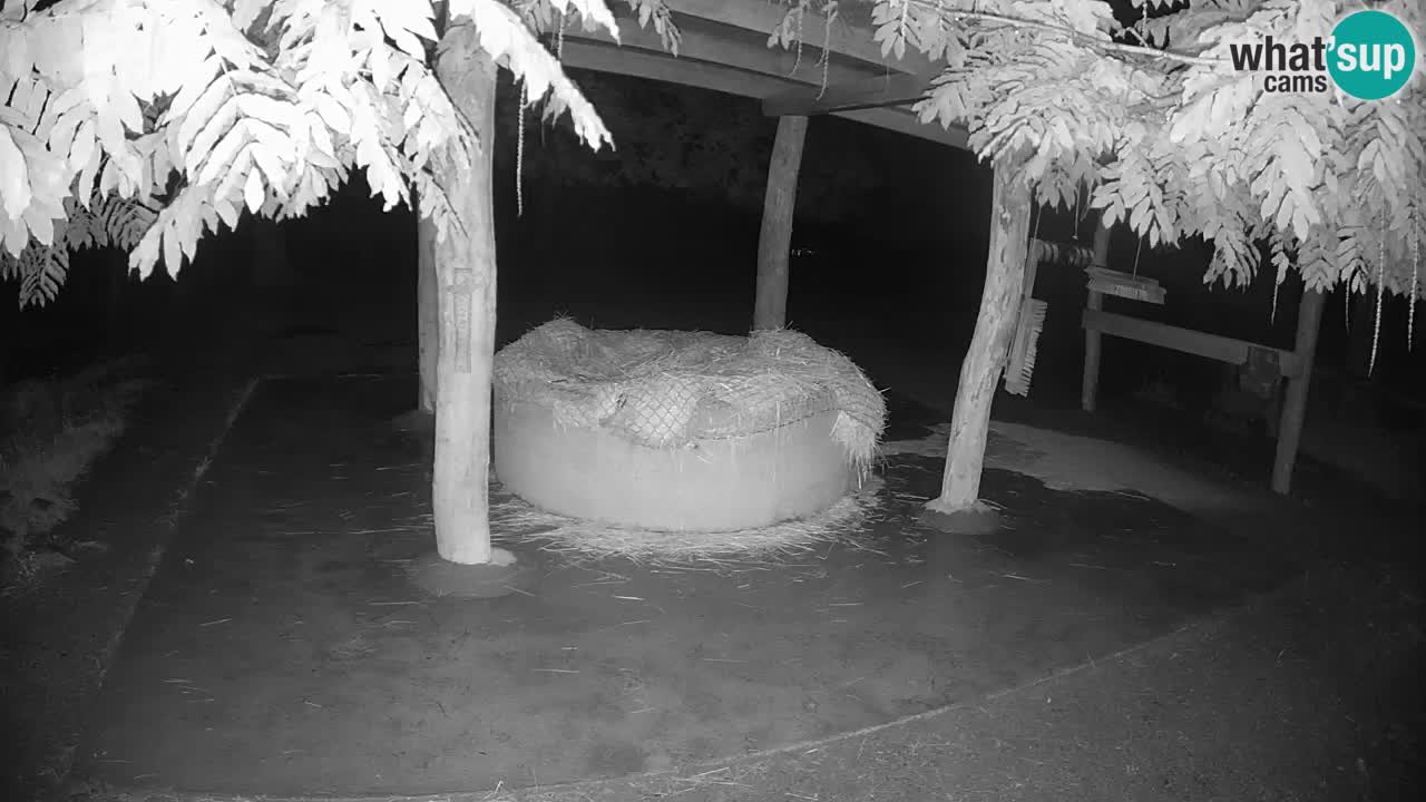 Live webcam Les zèbres in Ljubljana ZOO – Slovénie