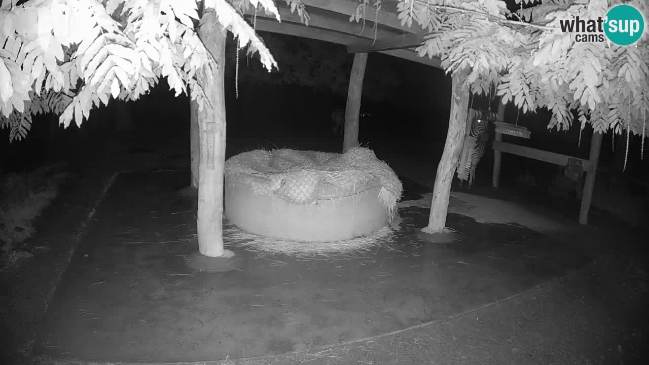 Live Webcam Zebras in Ljubljana ZOO – Slowenien