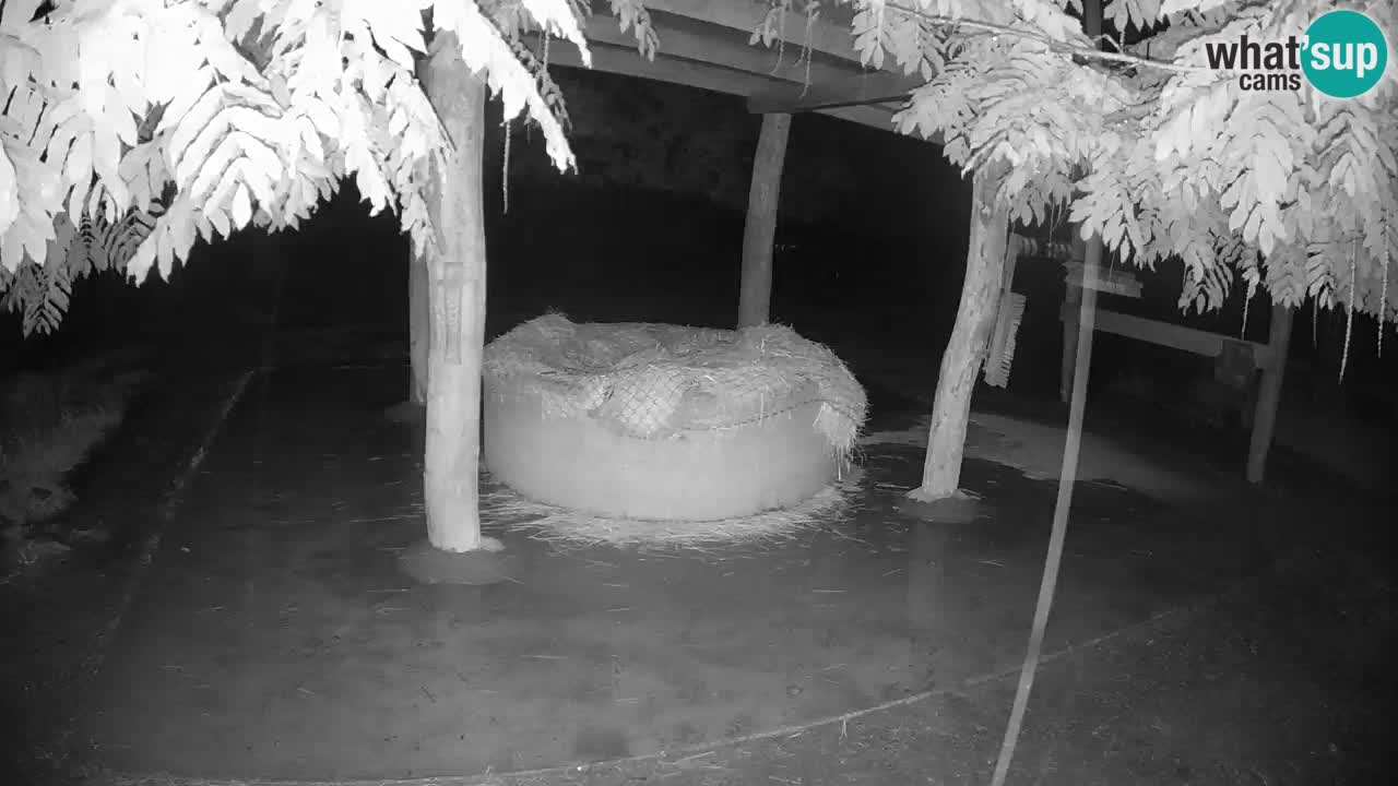 Zebre v živo v živalskem vrtu Ljubljana ZOO spletne kamere