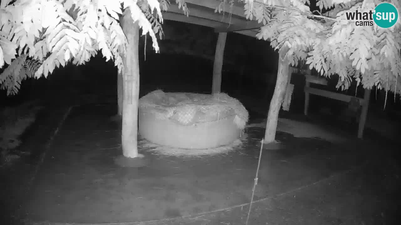 Zebre v živo v živalskem vrtu Ljubljana ZOO spletne kamere