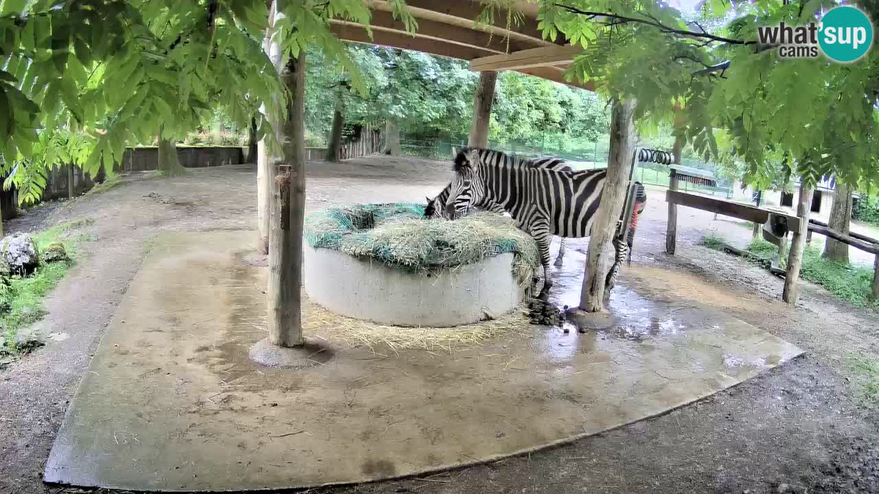 Le Zebre nello ZOO di Ljubljana – Slovenia Live webcam