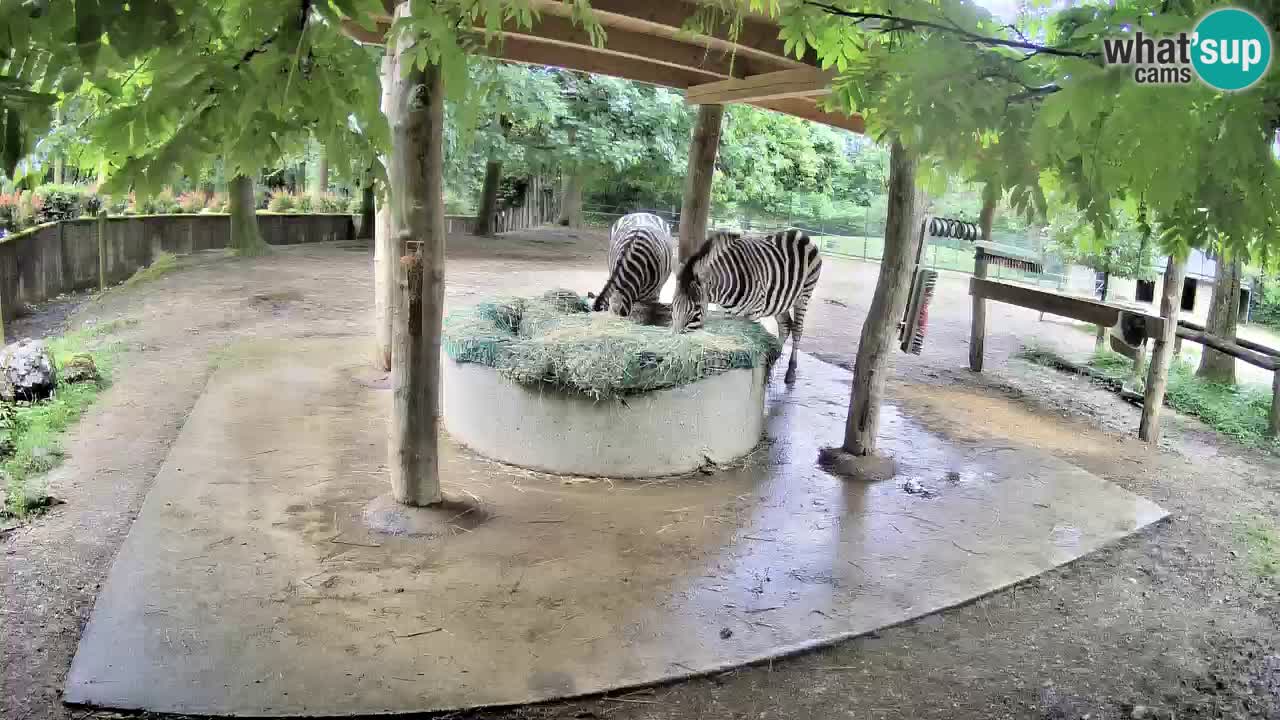 Zebre v živo v živalskem vrtu Ljubljana ZOO spletne kamere