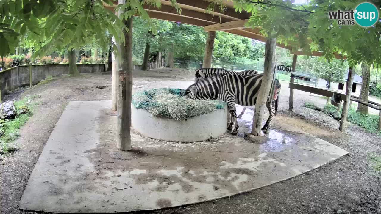 Le Zebre nello ZOO di Ljubljana – Slovenia Live webcam