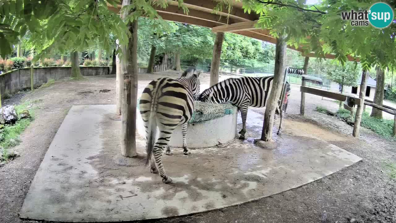Zebre v živo v živalskem vrtu Ljubljana ZOO spletne kamere