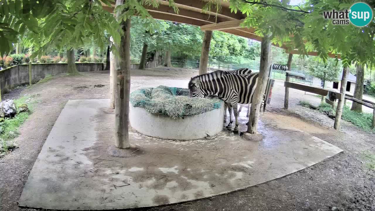 Camera en vivo Cebras in Ljubljana ZOO – Eslovenia