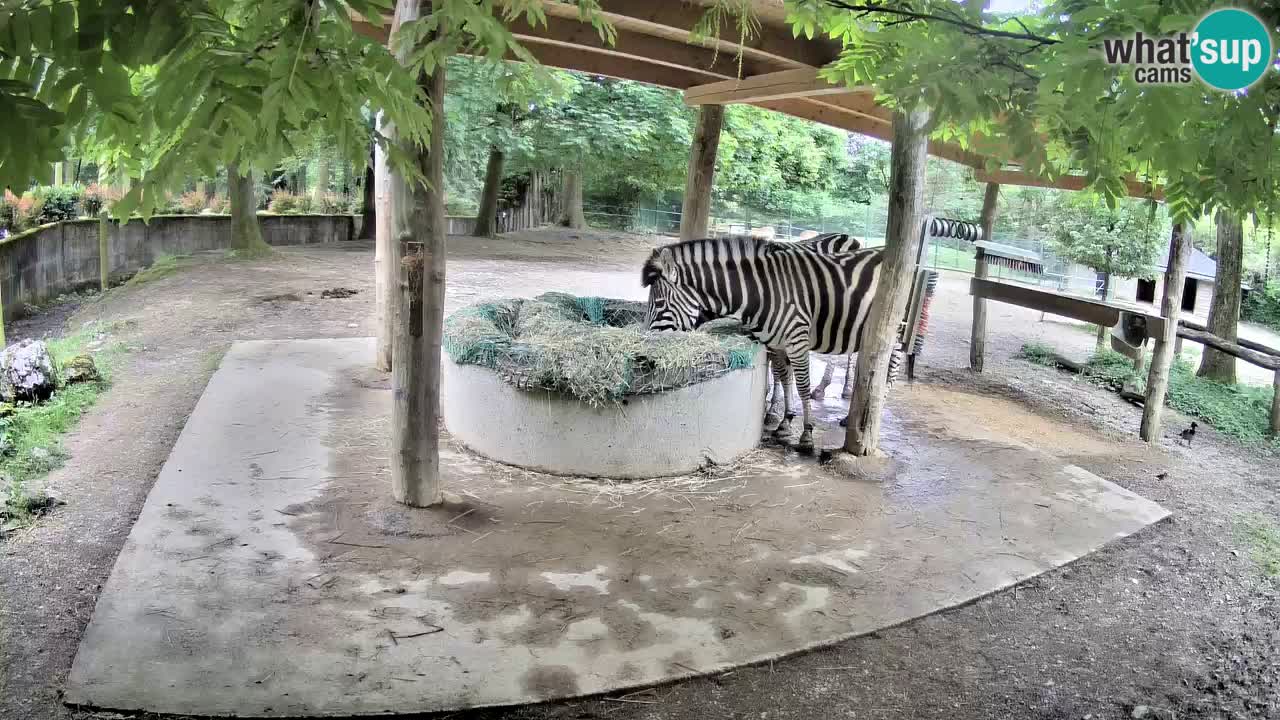 Live Webcam Zebras in Ljubljana ZOO – Slowenien
