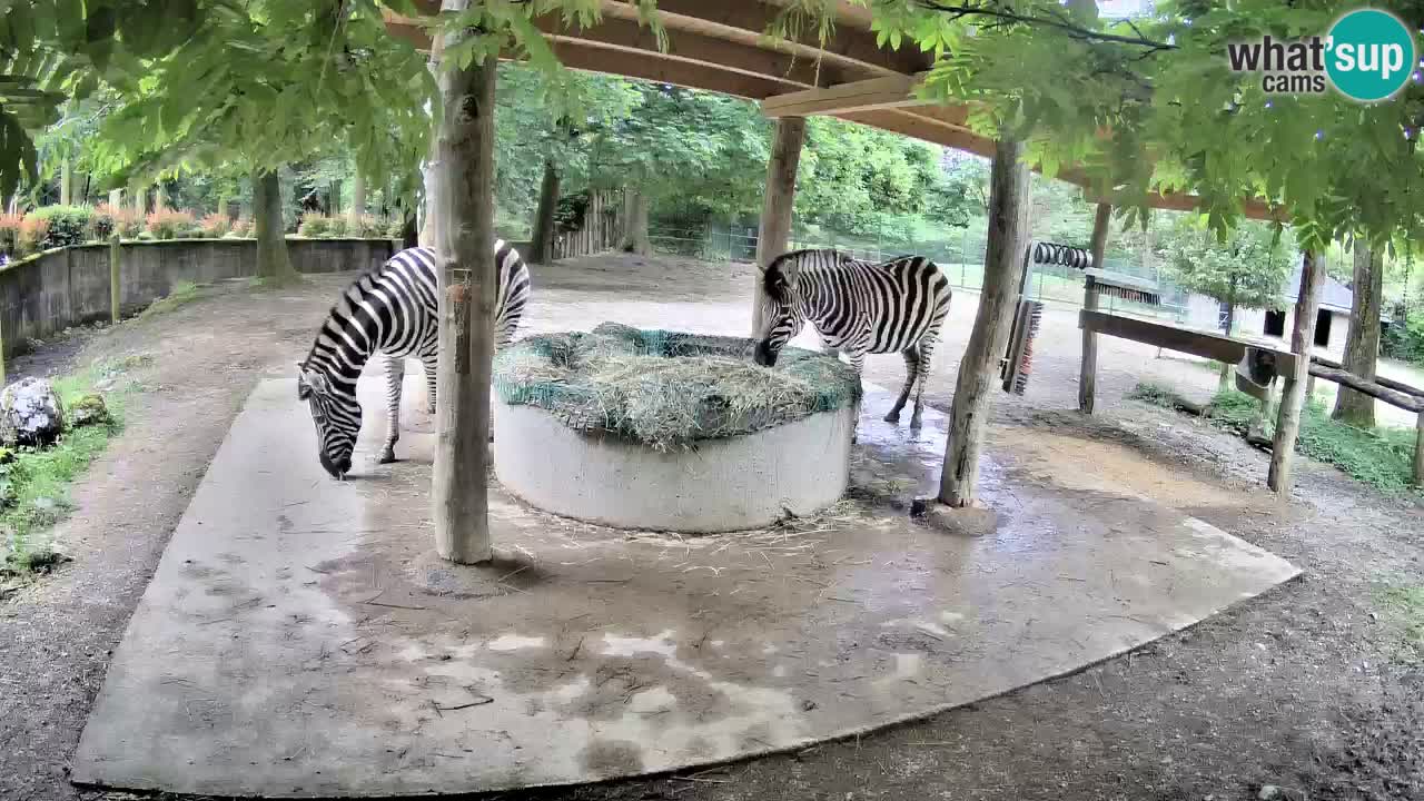 Zebre v živo v živalskem vrtu Ljubljana ZOO spletne kamere