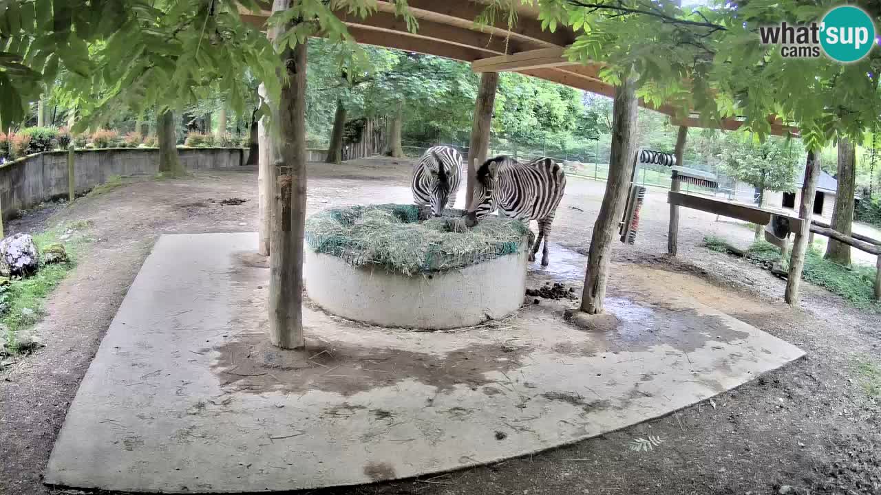 Le Zebre nello ZOO di Ljubljana – Slovenia Live webcam