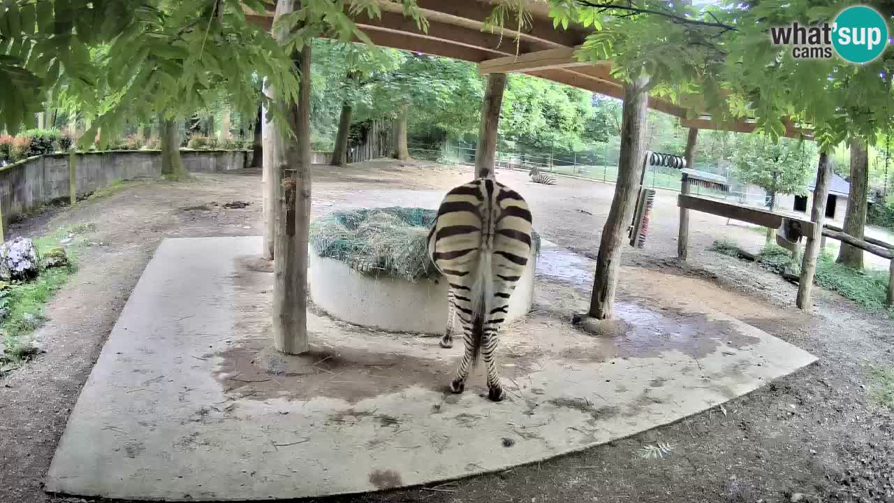 Le Zebre nello ZOO di Ljubljana – Slovenia Live webcam