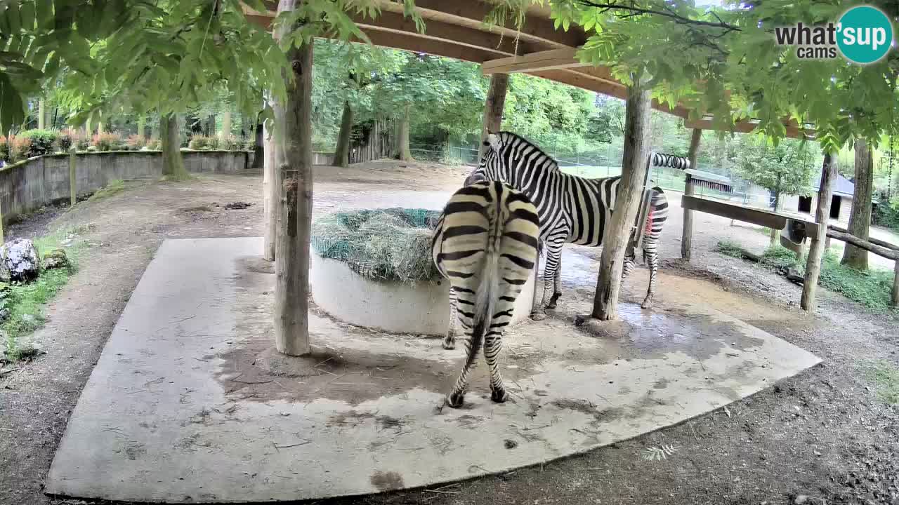 Live Webcam Zebras in Ljubljana ZOO – Slowenien