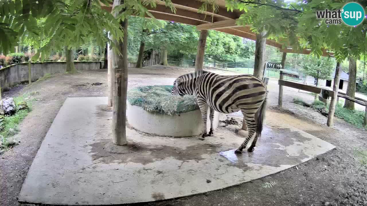 Live webcam Zebras in Ljubljana ZOO – Slovenia