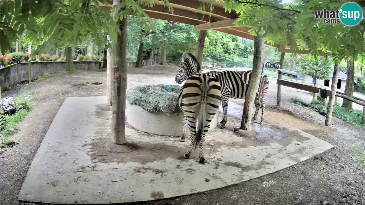 Web kamera uživo Zebras u ZOO Ljubljana – Slovenija