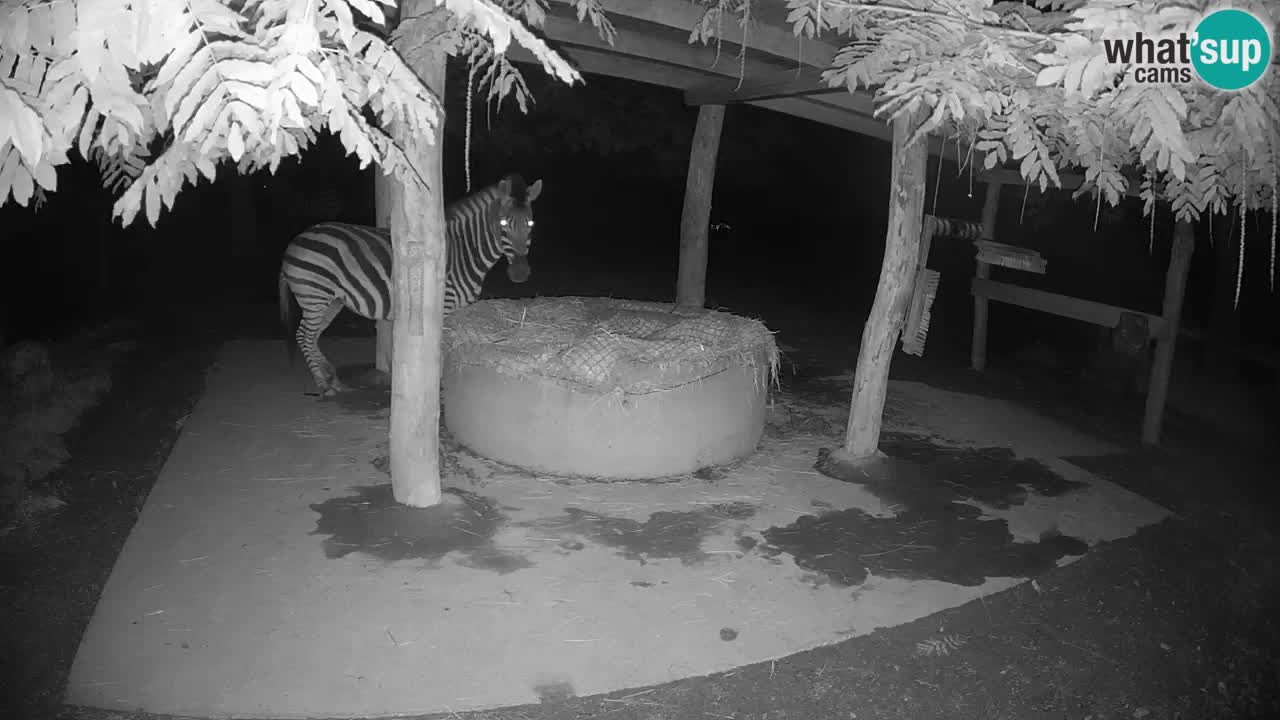 Live Webcam Zebras in Ljubljana ZOO – Slowenien