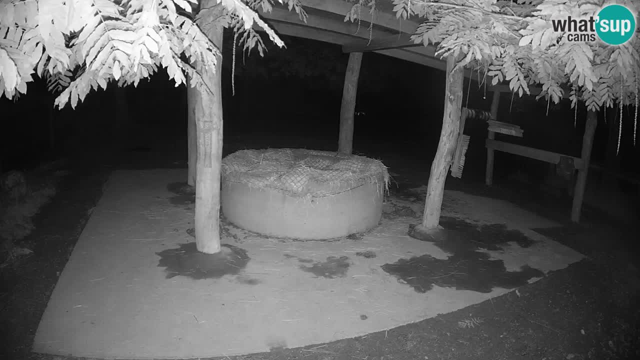 Le Zebre nello ZOO di Ljubljana – Slovenia Live webcam