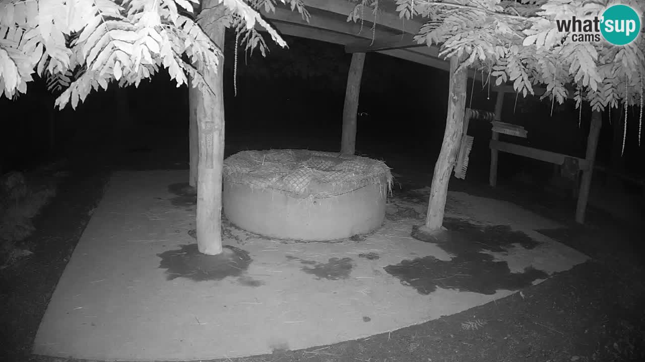 Live Webcam Zebras in Ljubljana ZOO – Slowenien