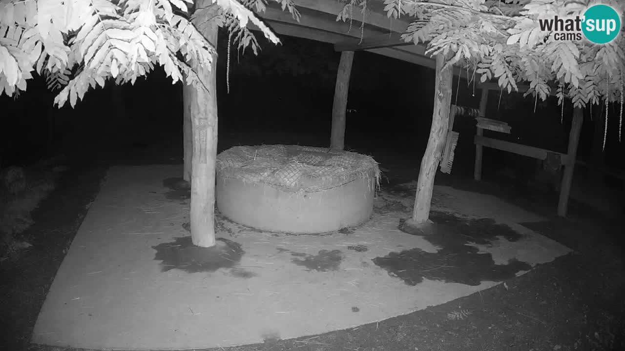 Live webcam Les zèbres in Ljubljana ZOO – Slovénie