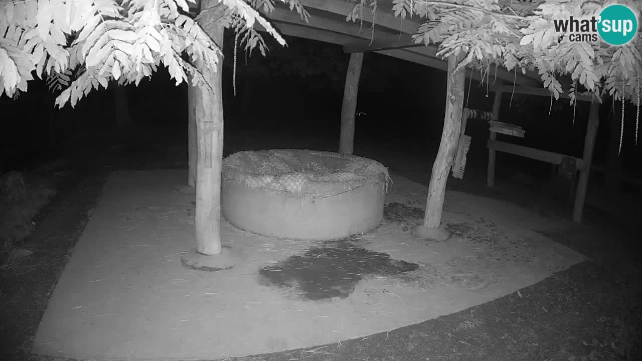 Live Webcam Zebras in Ljubljana ZOO – Slowenien