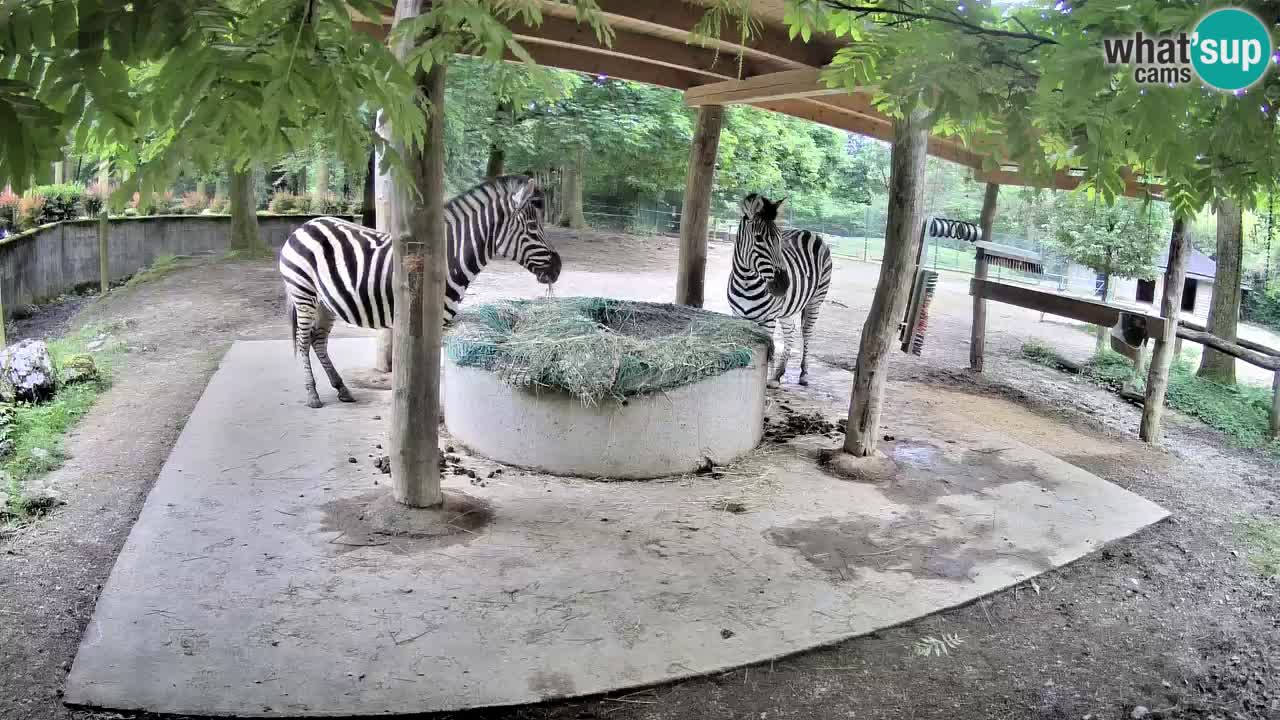 Live webcam Zebras in Ljubljana ZOO – Slovenia