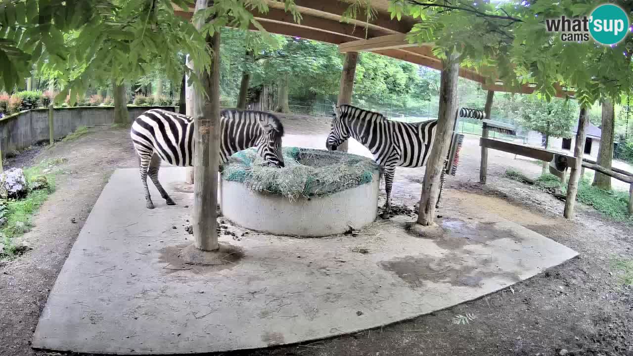 Web kamera uživo Zebras u ZOO Ljubljana – Slovenija